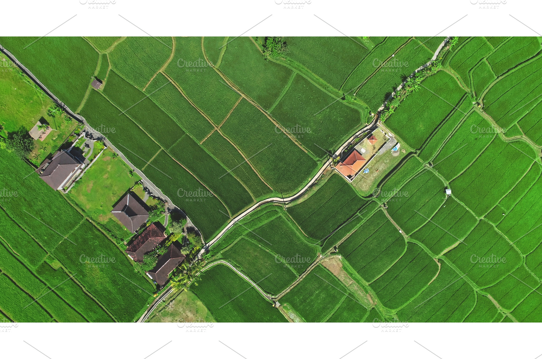Aerial view of lush green rice, an Abstract Photo by Goinyk