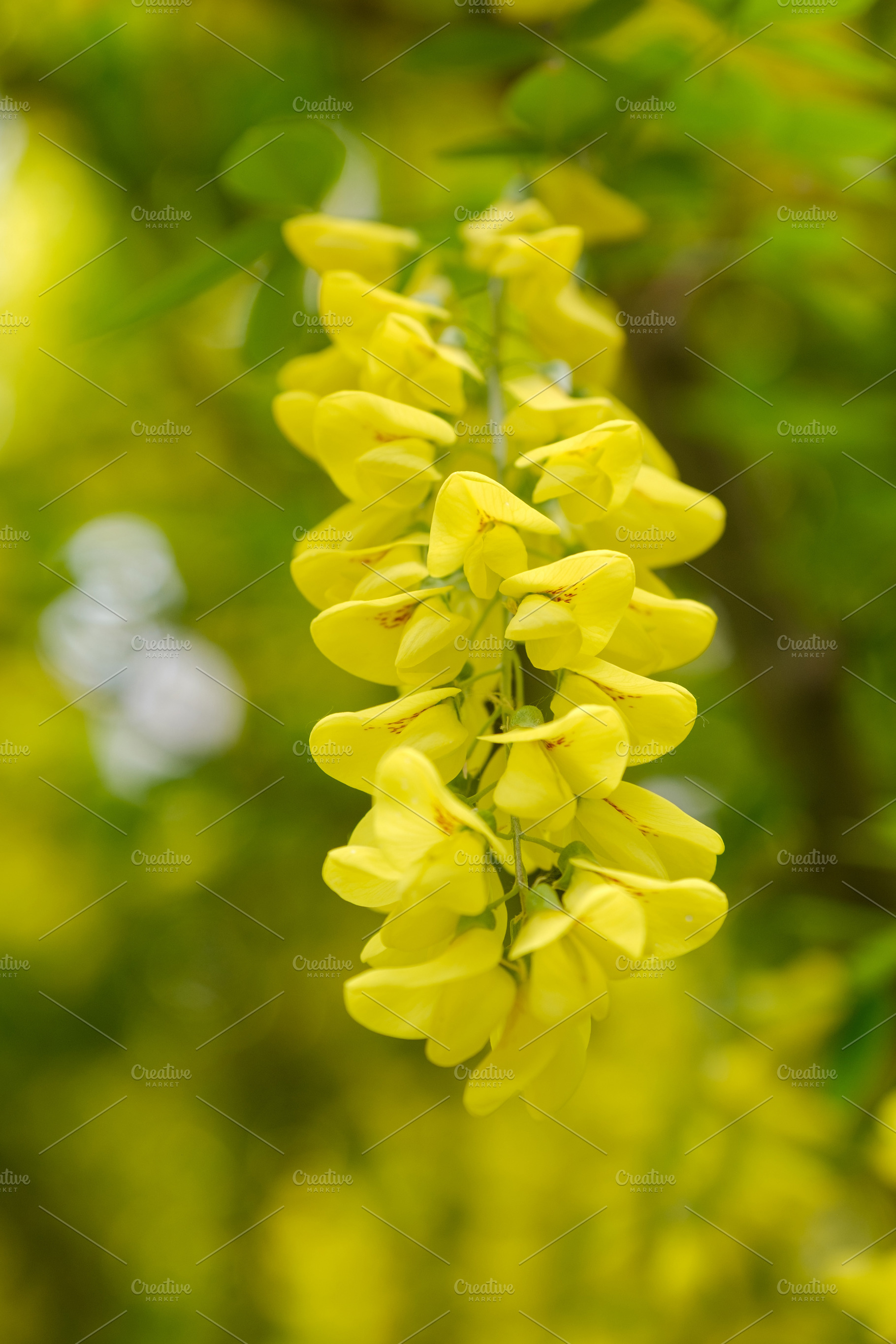 Golden rain tree branch with bright yellow flowers. Close-up of blooming common, a Nature Photo by Rohan Photography