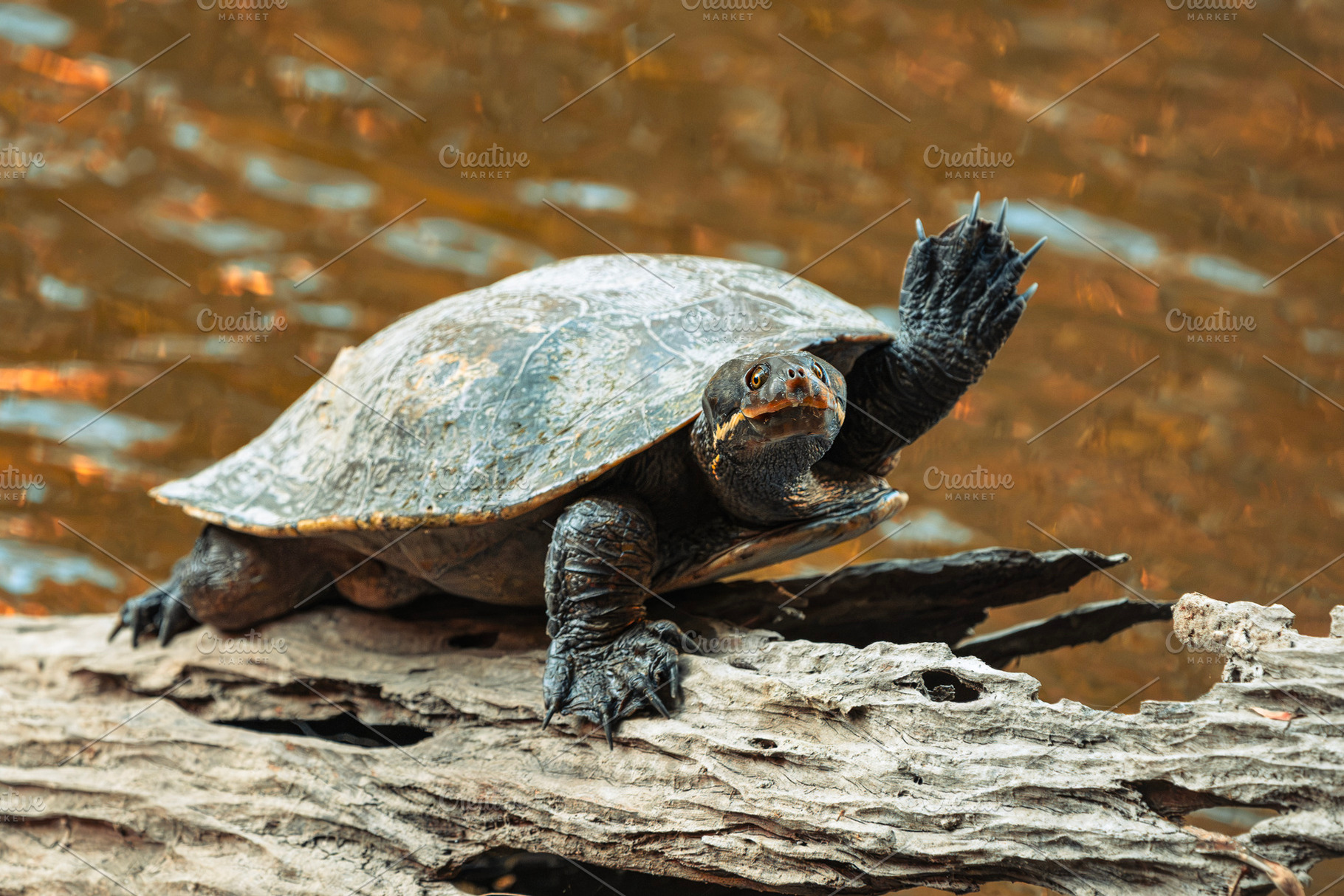 Eastern Short-necked Turtle, an Animal Photo by Rob D Animal Photography