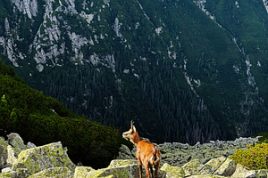 Alpine mountain goat standing on mossy rocks with dramatic Zakopane Poland moun, a Nature Photo by AS photostudio