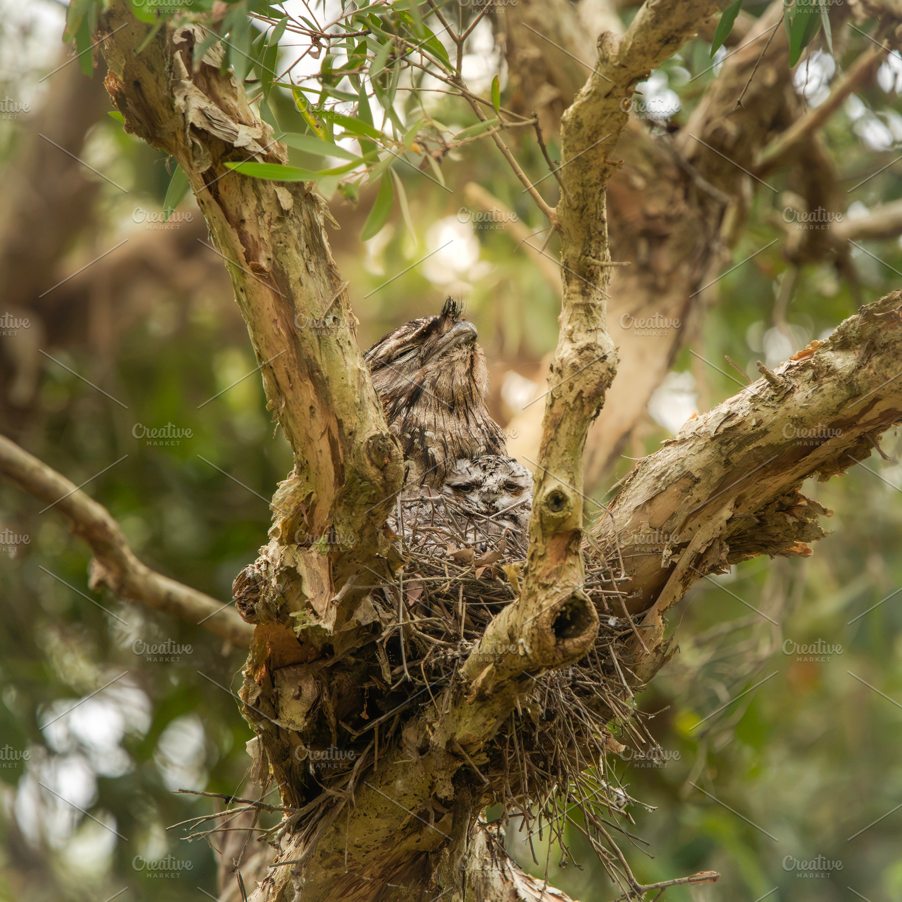 Tawny Frogmouth with Chic, an Animal Photo by Rob D Animal Photography