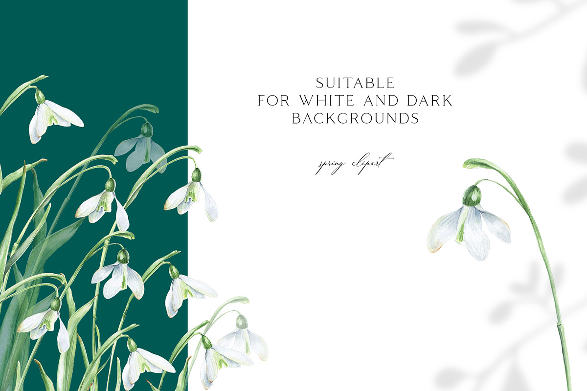 Snowdrops botanical illustration, an Illustration by Olga Koelsch (Photo 6 of 7)