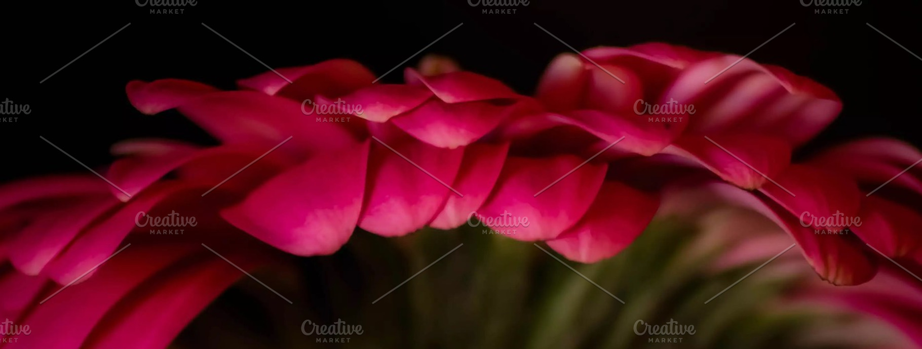 Petals containing flower, flora, and floral, a Nature Photo by M.Pellot Photography