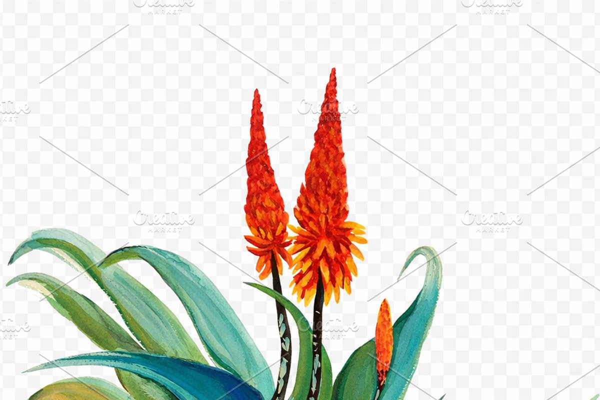 Watercolor Aloe Vera, a Decorative Illustration by Karliefie (Photo 3 of 4)
