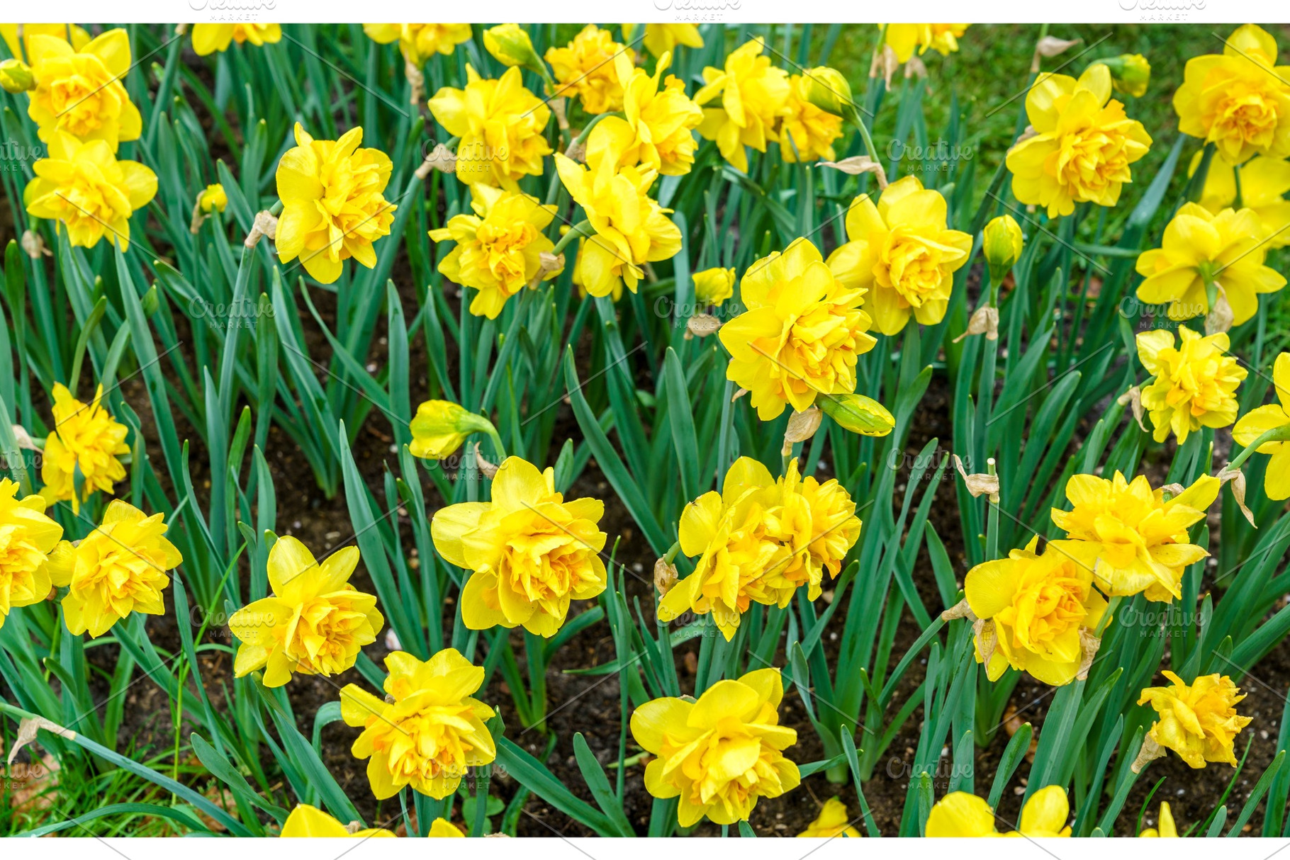 Flower bed with yellow narcissuses at the Keukenhof spring garden,, a Nature Photo by Leonid Andronov