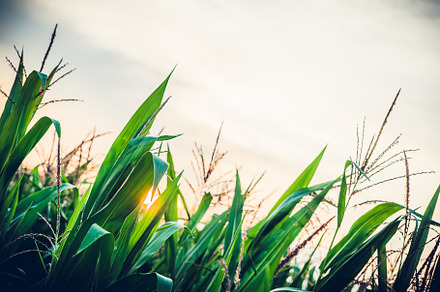 Green maize corn field plantation stock photo containing sky and season