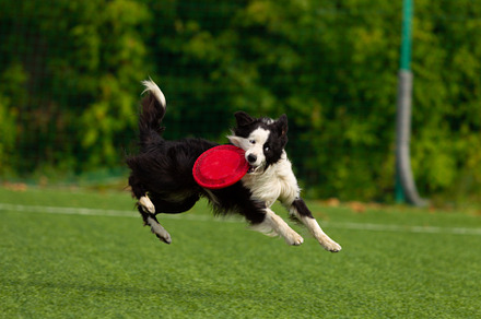 Border collie breed dog for a walk o containing dog, run, and field, an Animal Photo by oleghz
