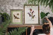 Watercolor Vintage Botany, an Illustration by Fluffy Unicorn (Thumbnail 3 of 10)