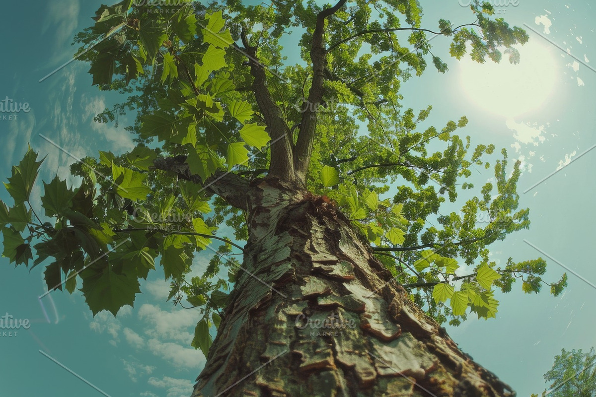 98 Trees view from below, a Nature Photo by Handmadefont (Photo 43 of 98)