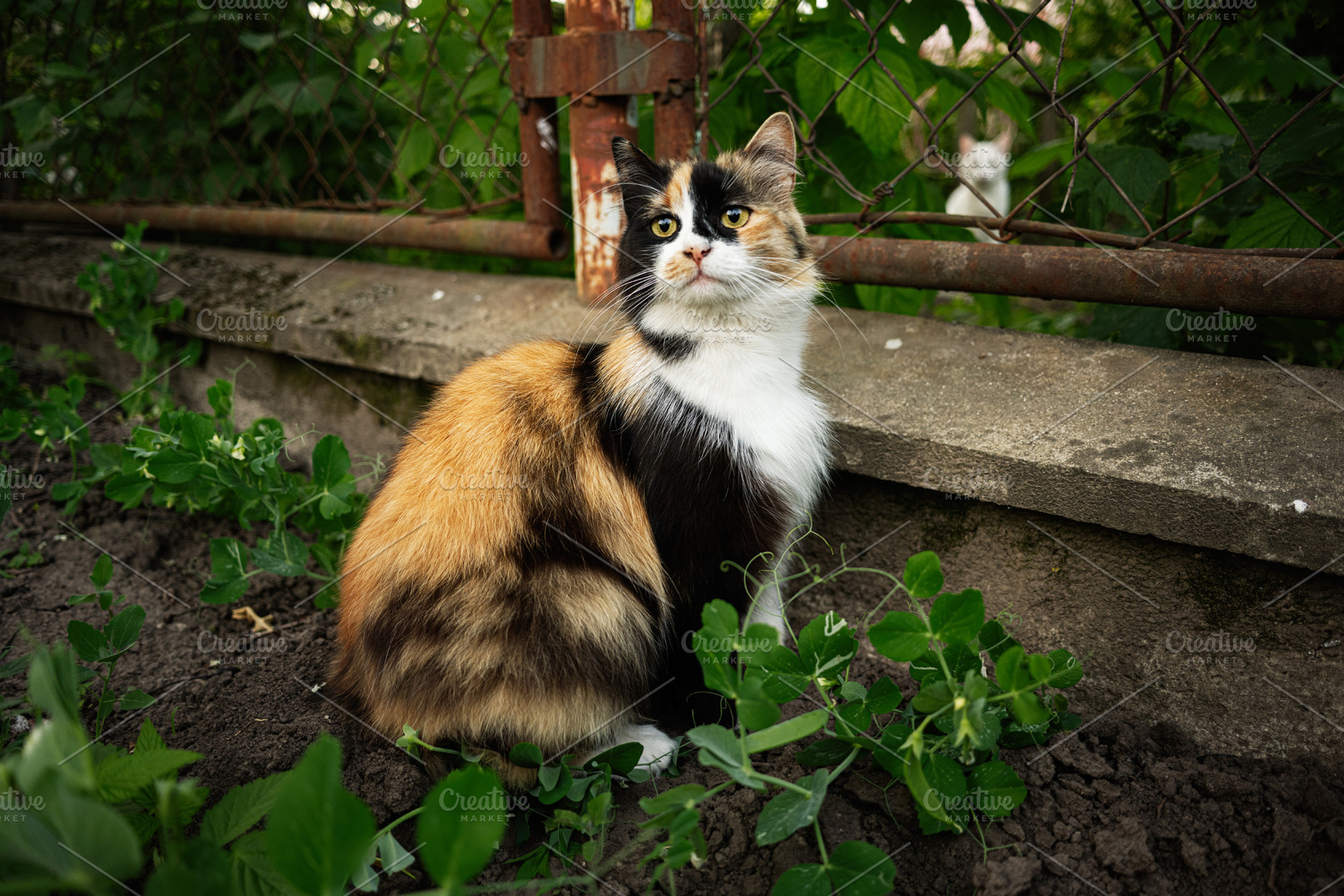 Calico cat sitting outdoors near a fence with greenery around, a Photo by AS photostudio