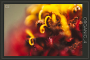 Organic 4 | 20 Botanical Photos, a Nature Photo by Melanie Helena (Thumbnail 3 of 21)