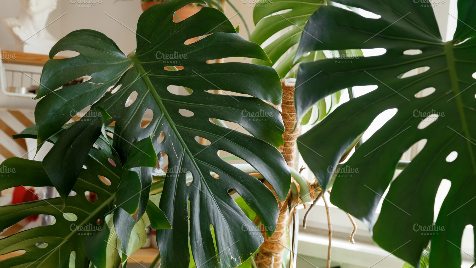 Large monstera leaves shown before home plant care and recovery routine, a Photo by matucha