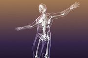 Human Skeleton in Body (X-Ray), a Characters & Person 3D Model by VisualCG (Thumbnail 8 of 8)