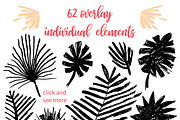 Let's Flamingle tropical collection, a Decorative Illustration by antuanetto (Thumbnail 15 of 16)