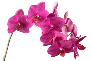 Phalaenopsis orchid flowers containing orchid, flowers, and white