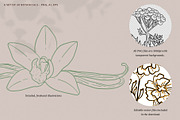 Skin Care Botanicals | 30 designs, a Healthcare Illustration by amber&ink (Thumbnail 5 of 9)