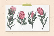 Protea flowers and eucalyptus sketch, an Illustration by irina.vaneeva (Thumbnail 4 of 12)