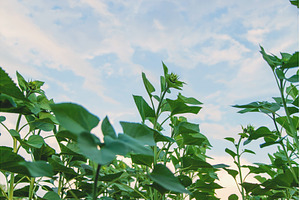Field of sunflower buds. Selective, a Nature Photo by yanadjana