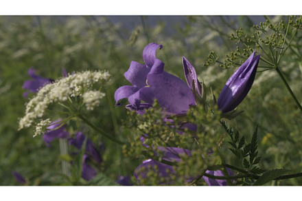 Beautiful little bells. Creative, a Nature Photo by Media Whale Stock