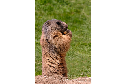 Alpine marmot, marmota marmota. It