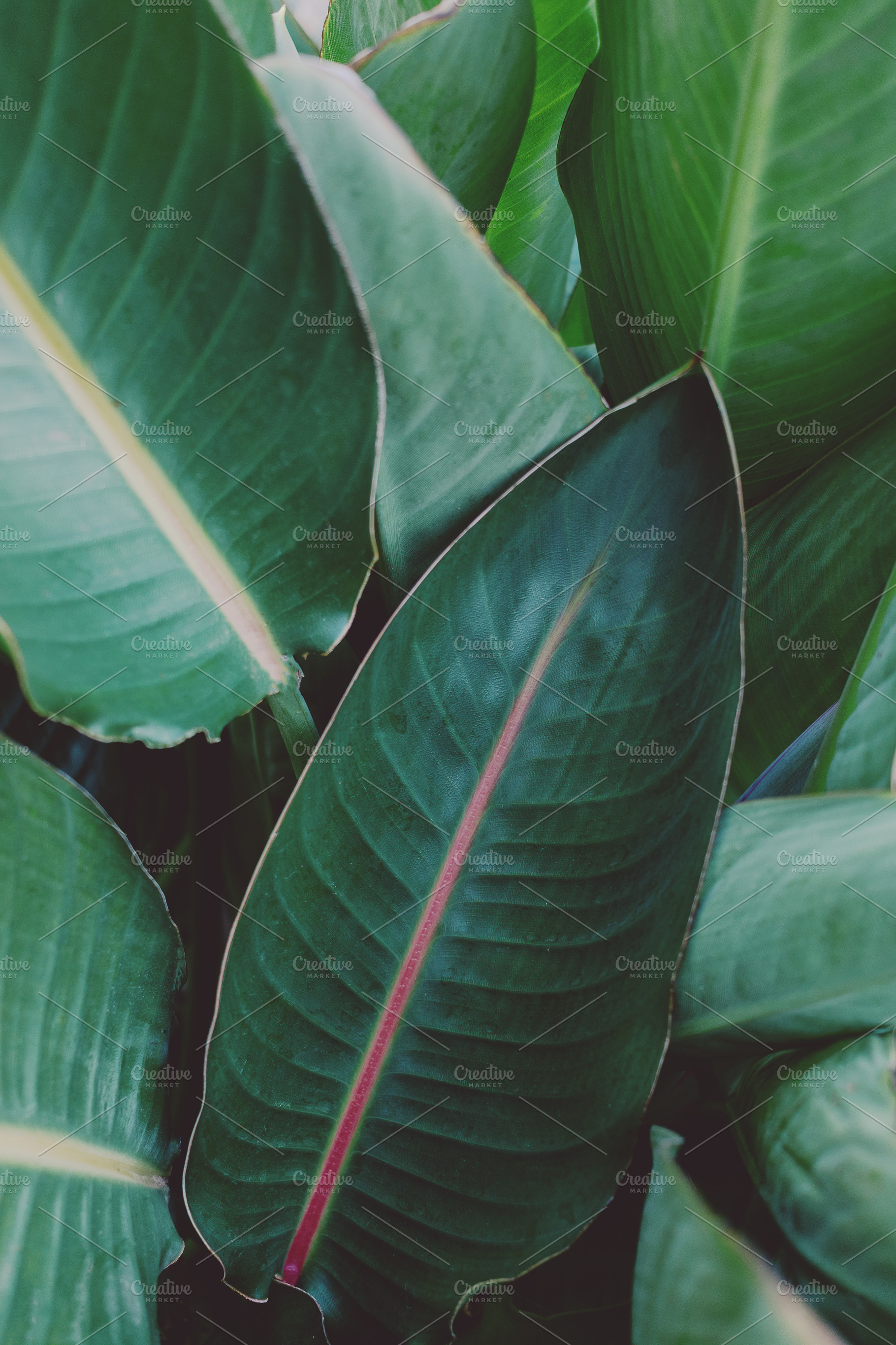 Minimalist Tropical Leaf Portrait, a Nature Photo by René Jordaan Photography
