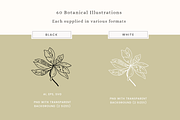 Botanical Sketch Vector Illustration, a Decorative Illustration by Emma Webb Studio (Thumbnail 2 of 7)
