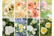 Blurry Flowers Abstract Backgrounds, a Background Graphic by Yuliya Derbisheva (Thumbnail 5 of 12)