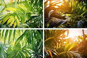 Luxury Tropical Nature, a Nature Photo by pictures for you (Thumbnail 12 of 19)