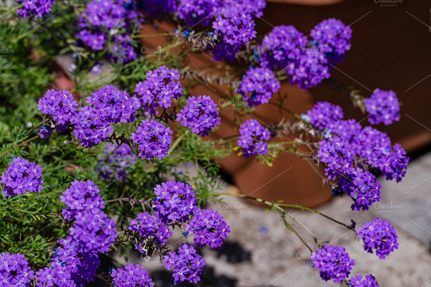 bright blue flowers in the home garden, a Nature Photo by Anna Bogush