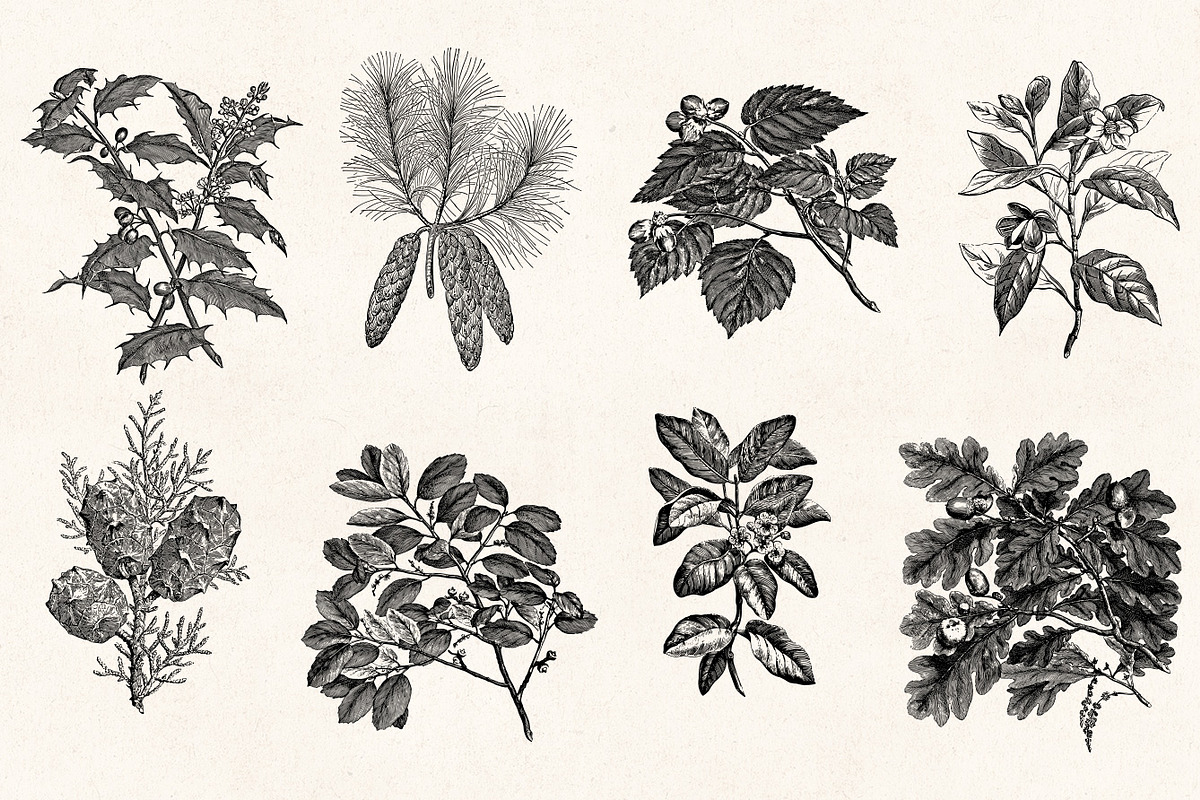 Leaves & Twigs Vintage Illustrations, an Illustration by Graphic Goods (Photo 3 of 10)