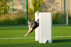 Dog at the agility competition stock photo containing sport and dog