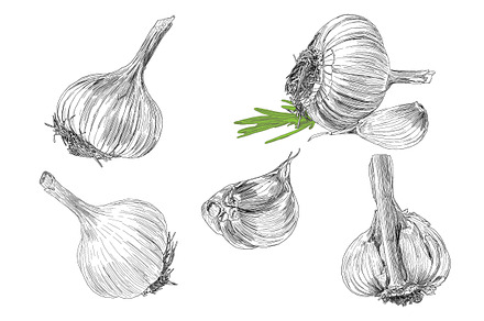Hand drawn illustrations of garlic