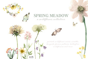 Spring Meadow Wildflower Collection