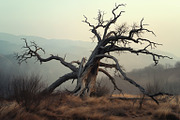 48 Dying Tree Images, a Nature Photo by h.utomo (Thumbnail 30 of 48)
