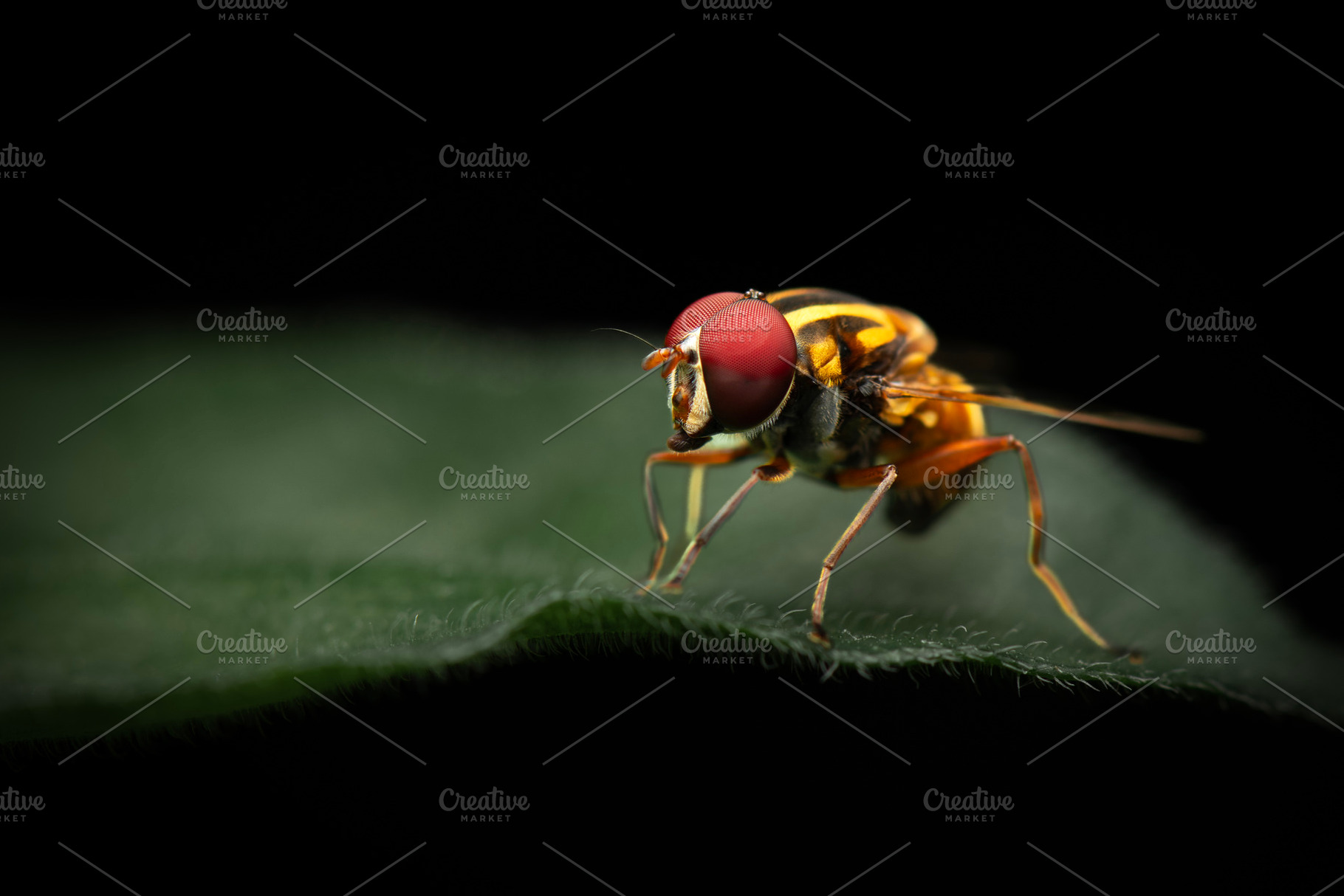 Austalis conjuncta hoverfly, an Animal Photo by Rob D Animal Photography