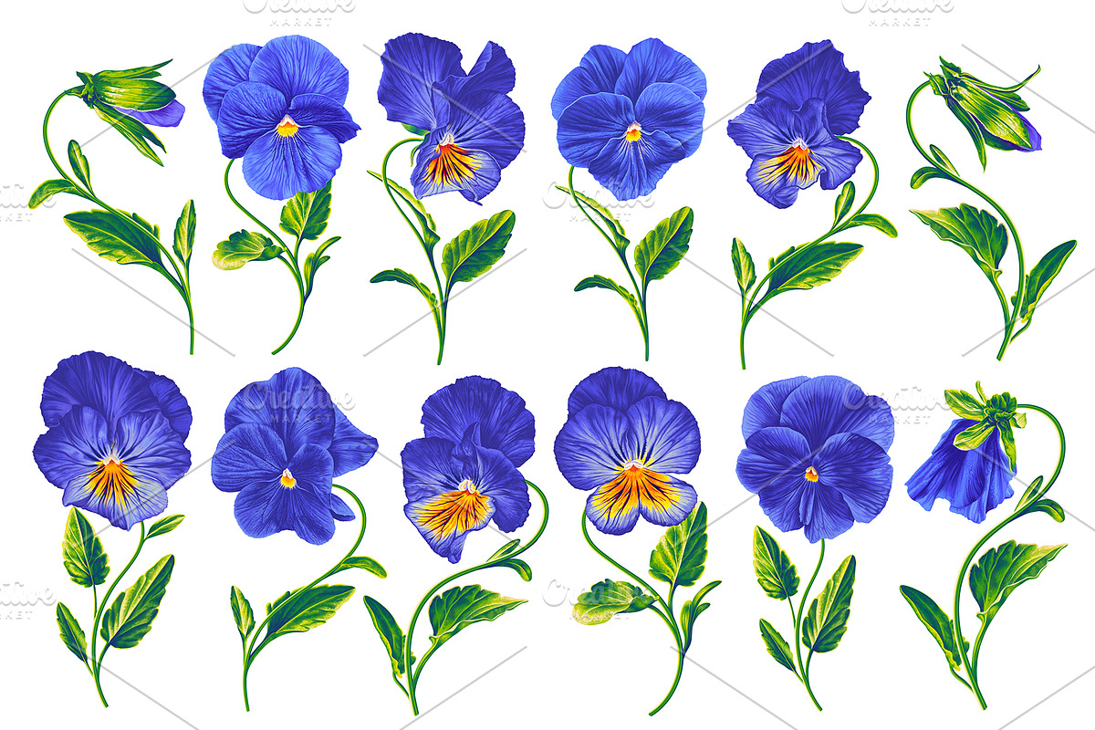 Blue Pansies Vector Set, an Illustration by MarynaPetrovska (Photo 2 of 15)