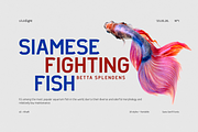sE—Khafr, a Sans Serif Font by silukEight (Thumbnail 5 of 10)