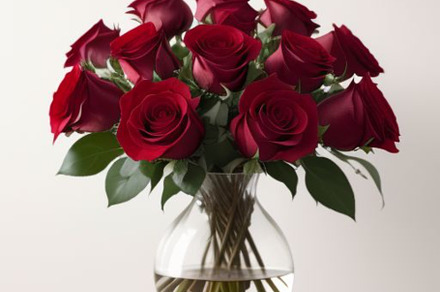 Red Roses photograph, a Wallpaper Photo by ComfortQ