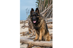 German Shepherd Dog on the beach at