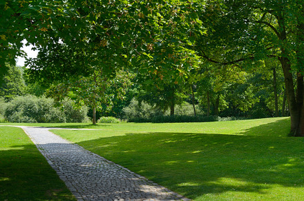 Beautiful meadow in the park