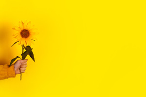 Close-up of hand holding a bright yellow sunflower against a vib, a Nature Photo by Ales Munt