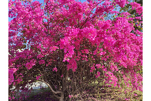 Huge pink bougainvillea vine flowers