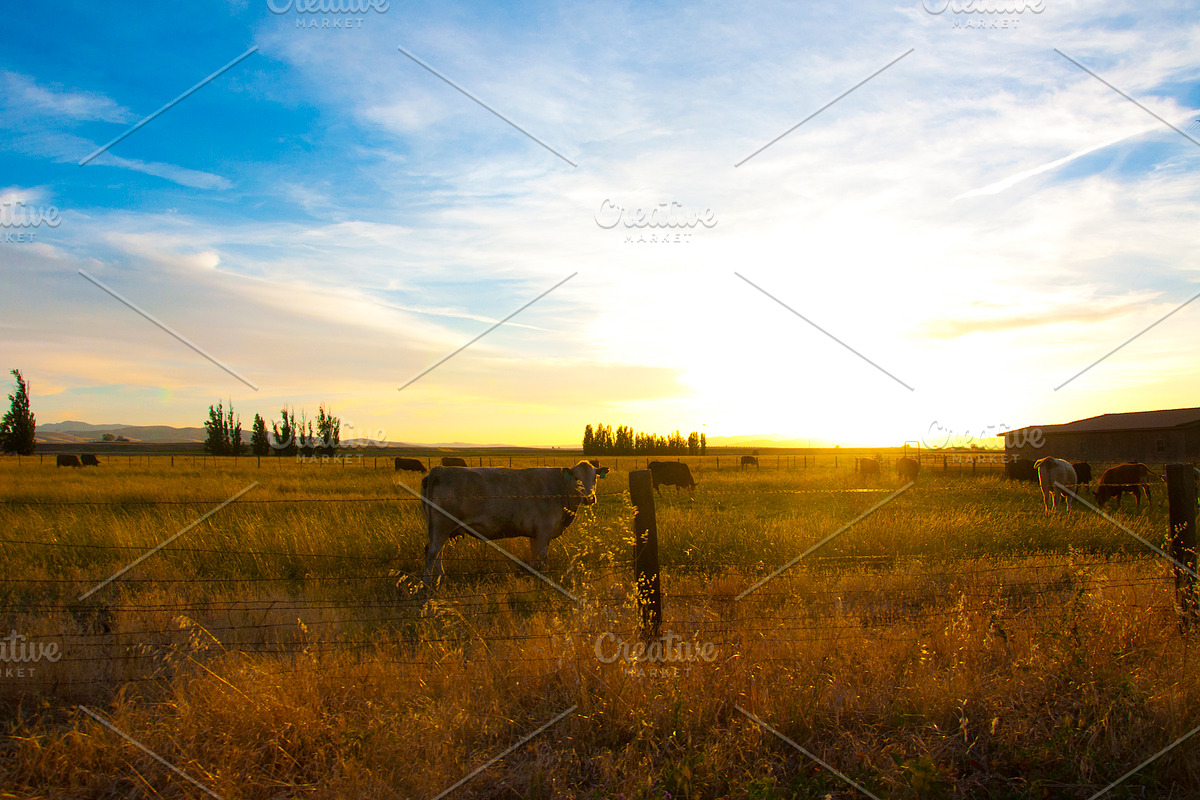 Cow Stock Bundle, an Animal Photo by r.r.palacios (Photo 5 of 14)