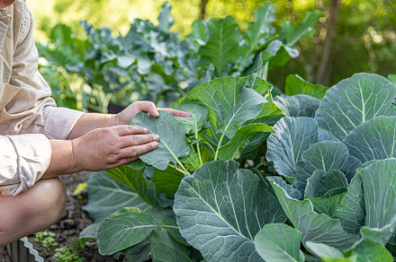 Farmer examining collard