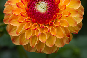 Red and Orange Flower Close-up