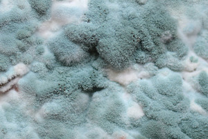 Mold. Abstract background.
