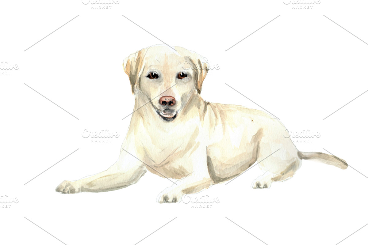 Labrador: Watercolor Dog Portrait, an Illustration by MumAndMe (Photo 2 of 2)