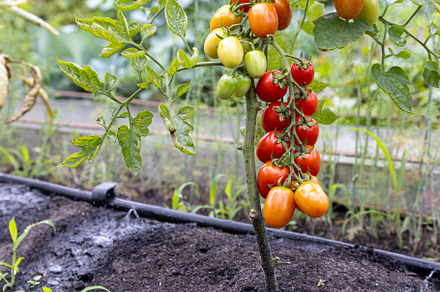 red ripe cherry tomatoes grown