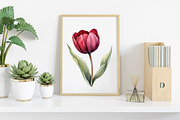 Watercolor Burgundy Beauty Clipart, an Illustration by Canvas Craft (Thumbnail 6 of 7)