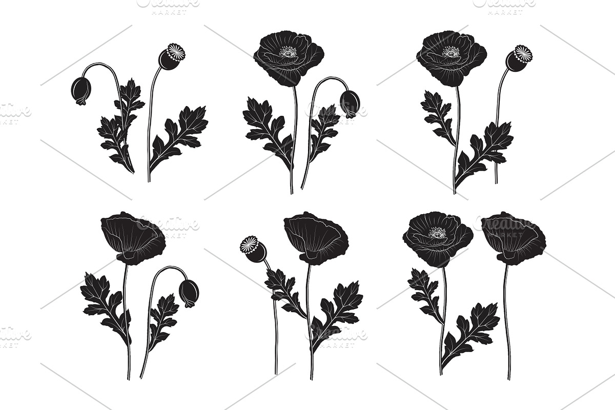Set of poppy silhouettes, a Decorative Illustration by El Design (Photo 2 of 2)